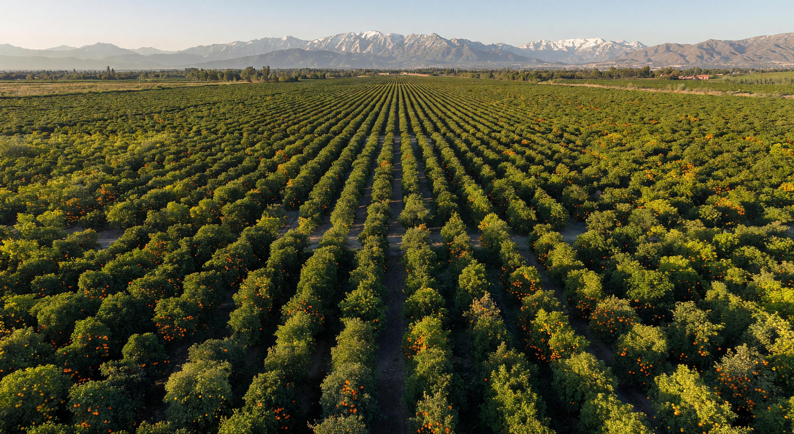 California Citrus Growing Regions: A County-by-County Overview